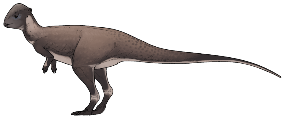Artist's life restoration of Brontotholus