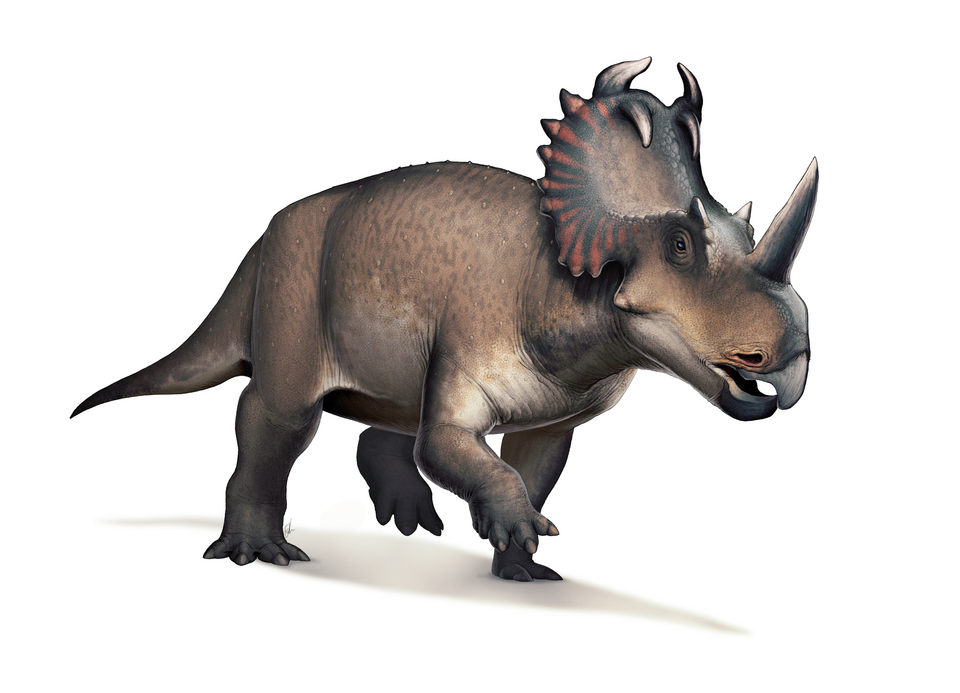 Artist's life restoration of Centrosaurus