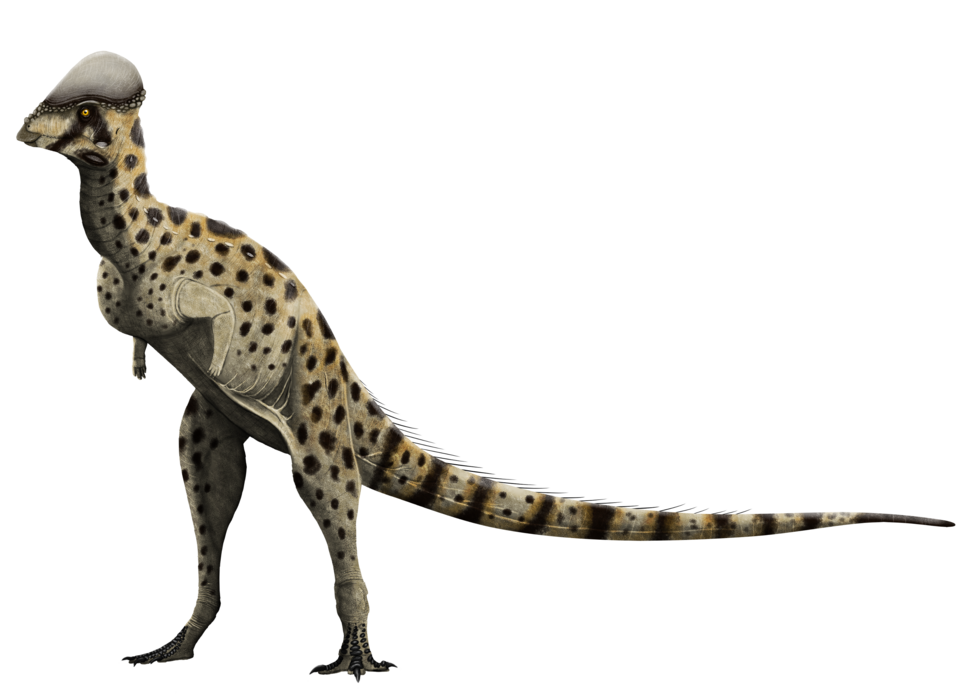 Artist's life restoration of Colepiocephale