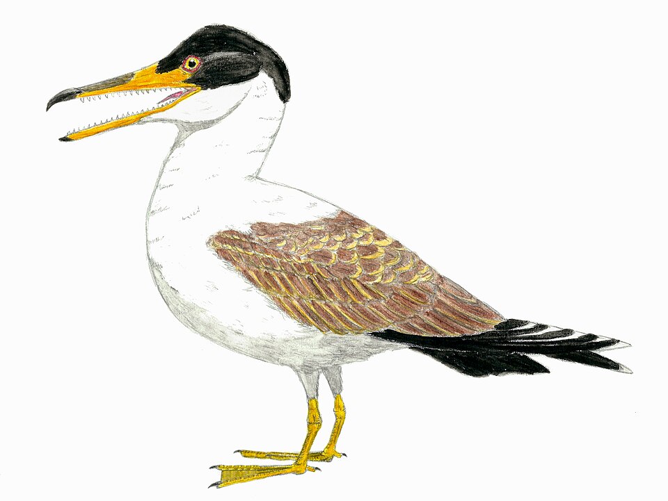 Artist's life restoration of Ichthyornis