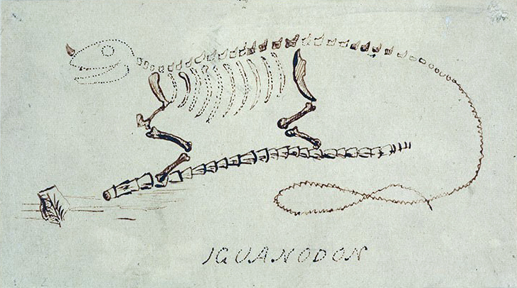 Artist's life restoration of Iguanodon