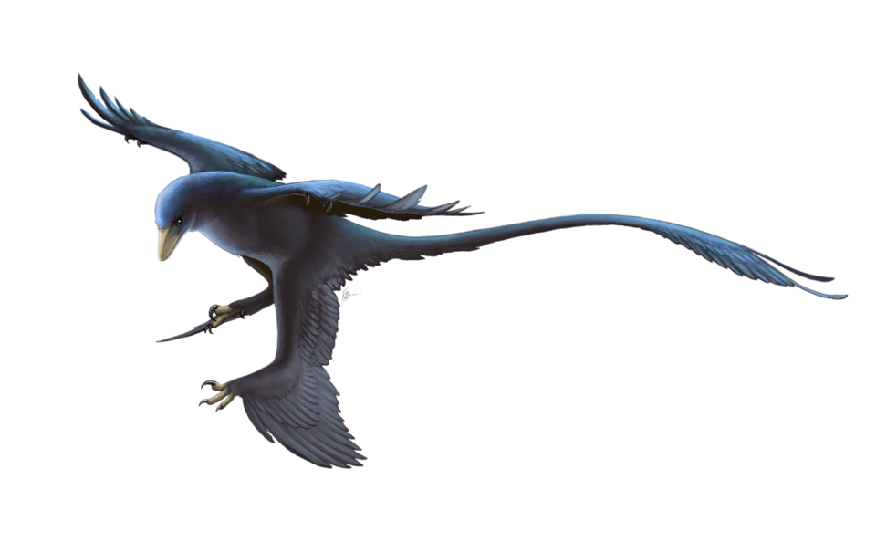 Artist's life restoration of Microraptor