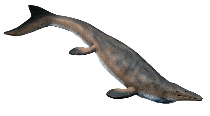 Artist's life restoration of Mosasaurus