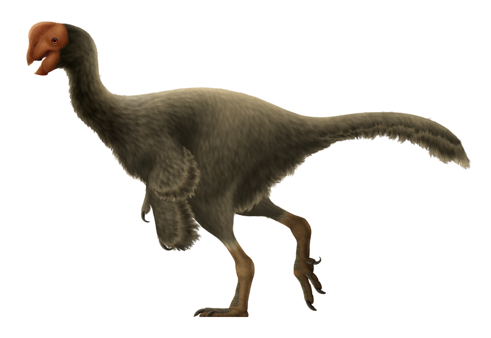 Artist's life restoration of Oviraptor