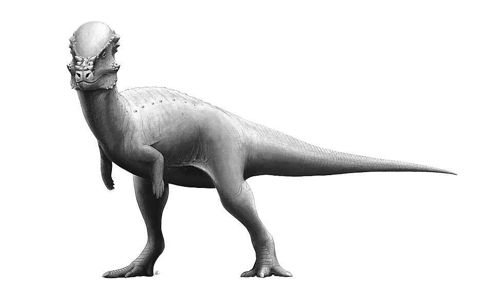 Artist's life restoration of Pachycephalosaurus