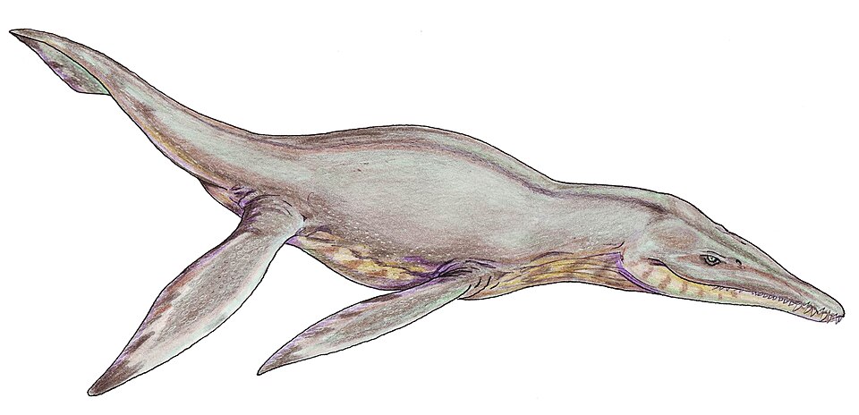 Artist's life restoration of Pliosaurus