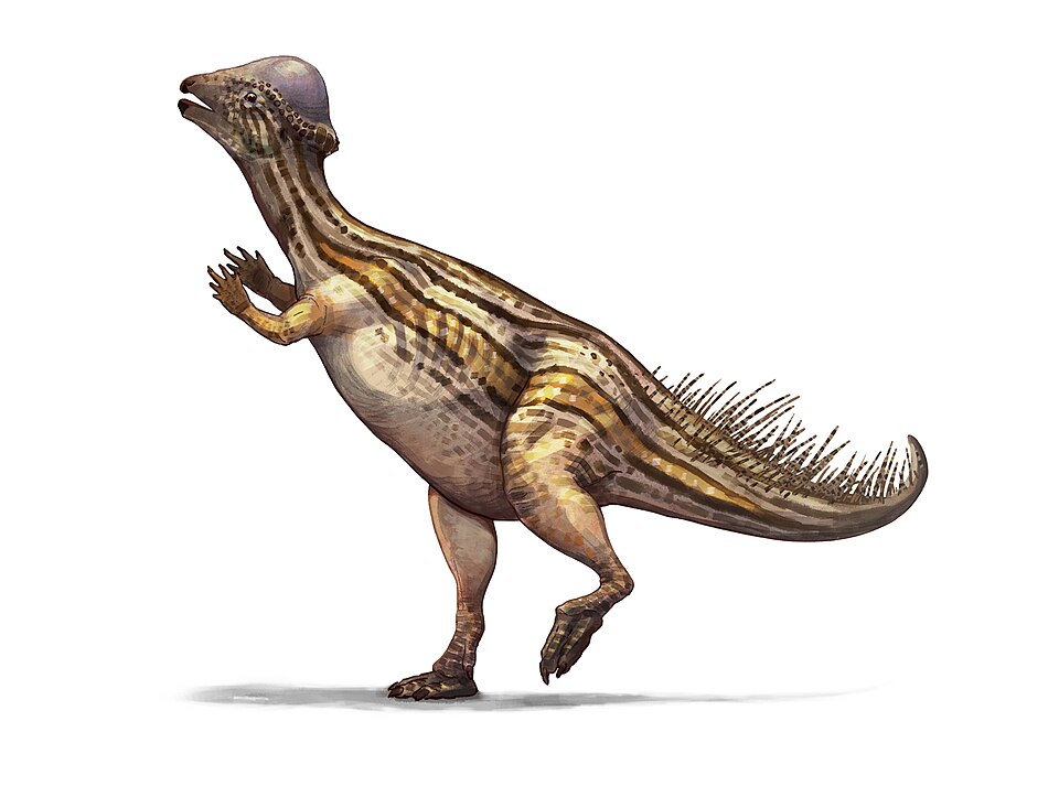 Artist's life restoration of Prenocephale