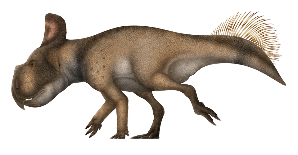 Artist's life restoration of Protoceratops