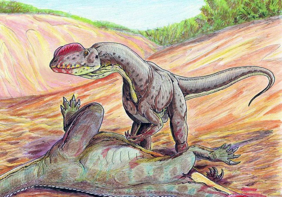 Artist's life restoration of Sinosaurus