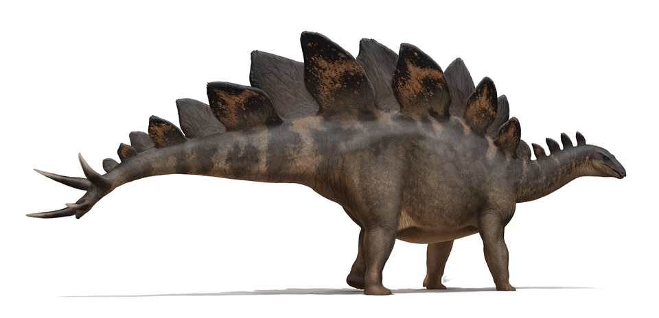 Artist's life restoration of Stegosaurus