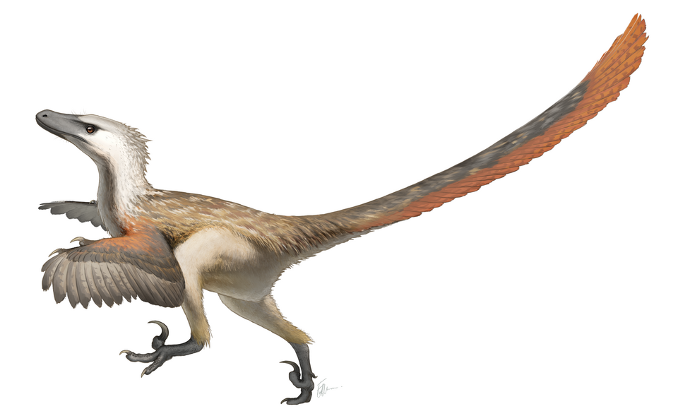 Artist's life restoration of Velociraptor